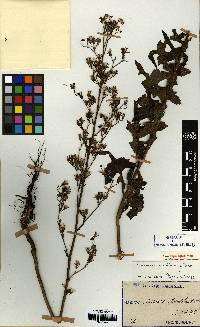 Lactuca raddeana image