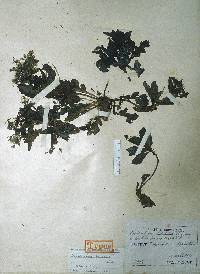 Image of Crepidiastrum lanceolatum