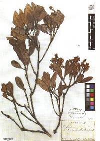 Rhaphiolepis umbellata image