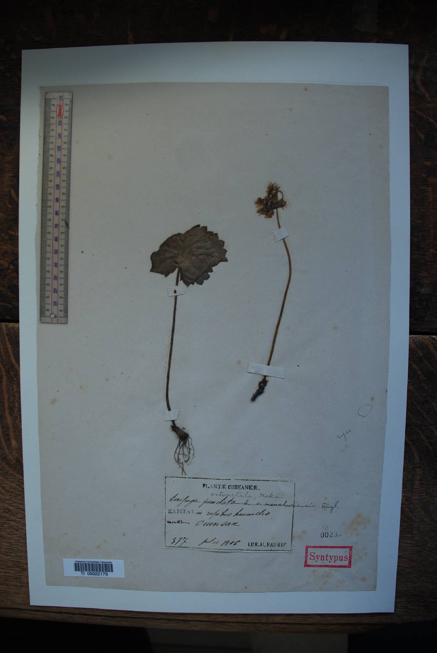 Micranthes manchuriensis image