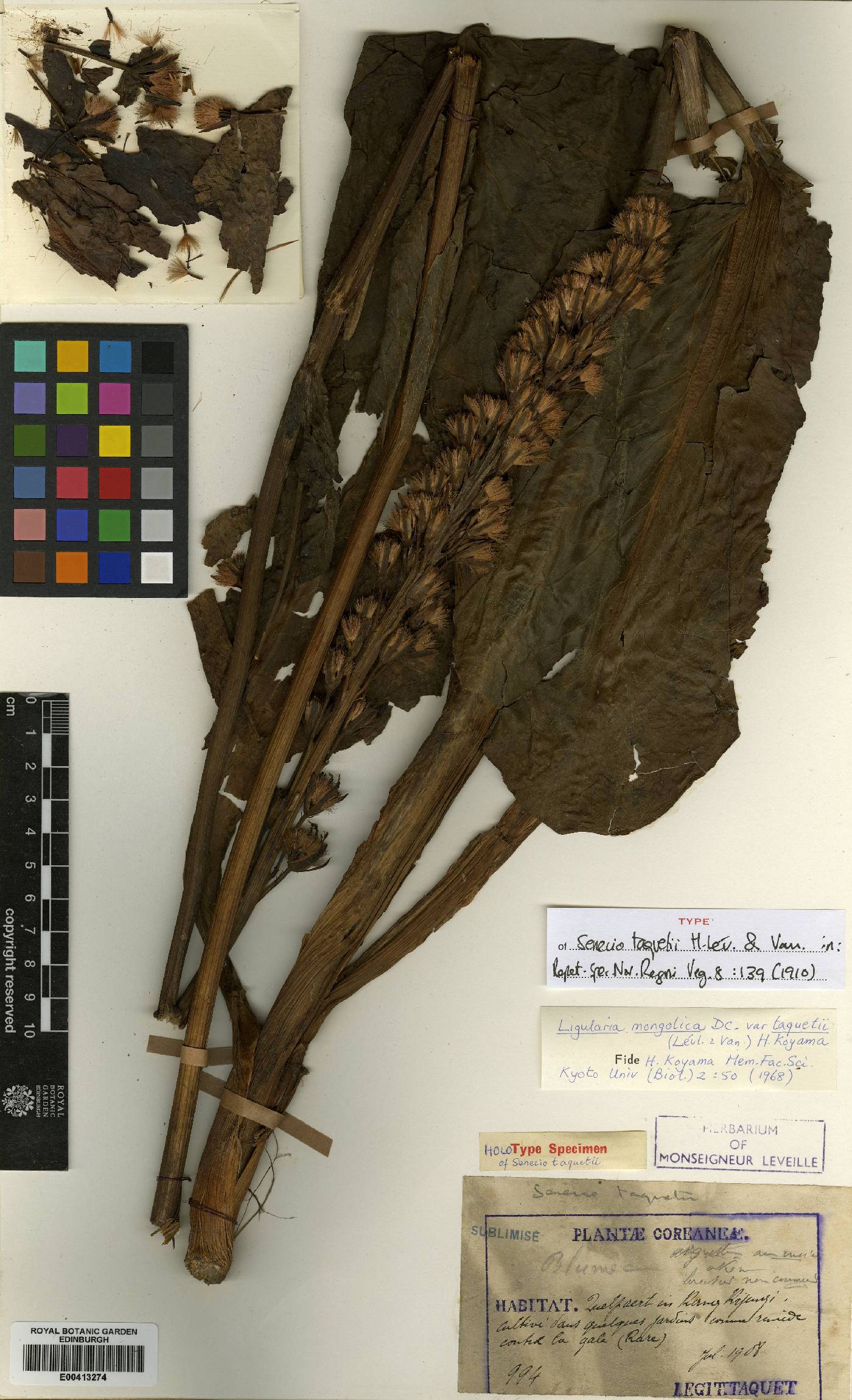 Ligularia image