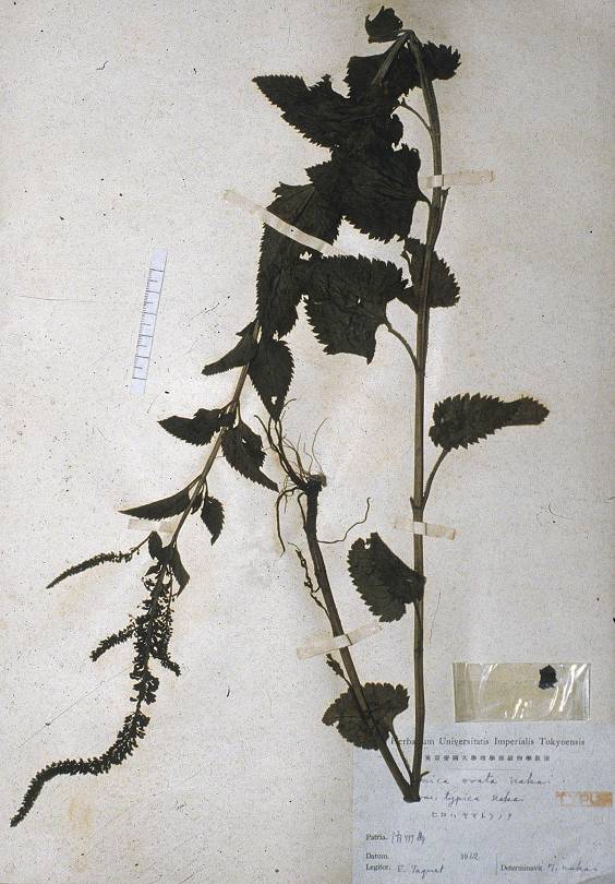 Veronica ovata image
