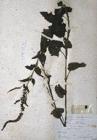 Veronica ovata image