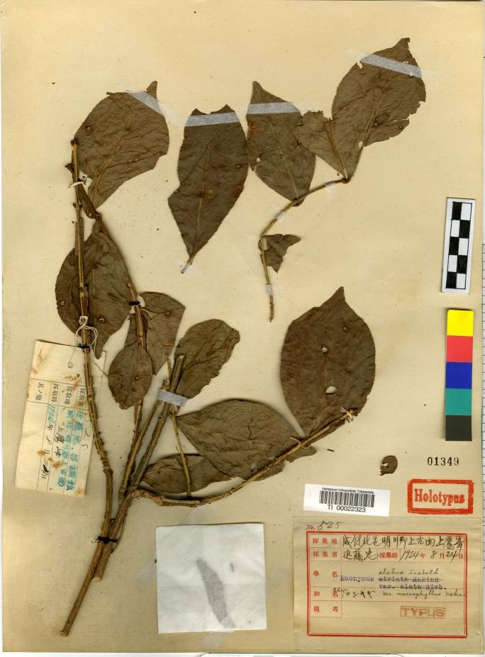 Euonymus alatus image