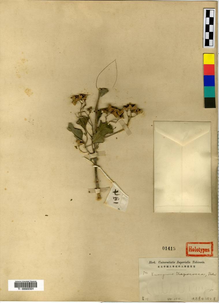 Euonymus maackii image