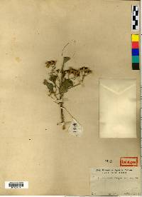 Image of Euonymus bungeanus