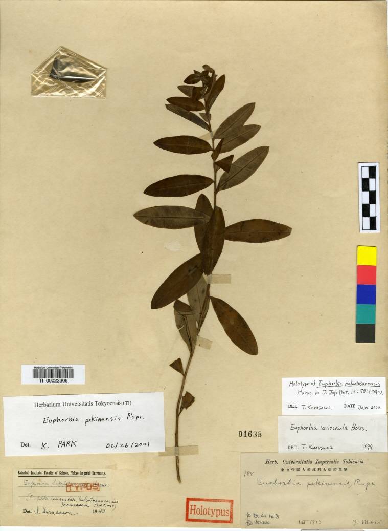 Euphorbia fauriei image