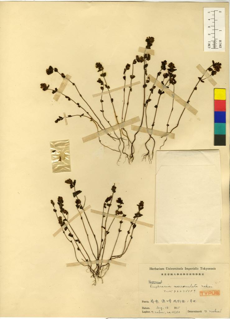Euphrasia image