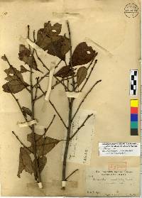 Exochorda racemosa image