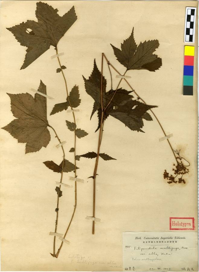Filipendula glaberrima image