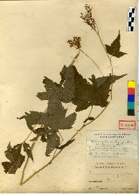 Filipendula glaberrima image