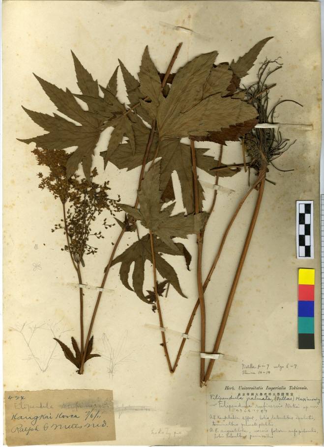 Filipendula digitata image