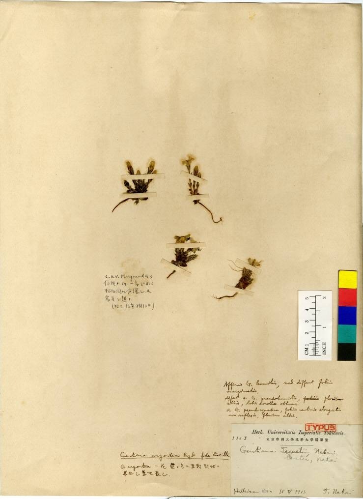 Gentiana image