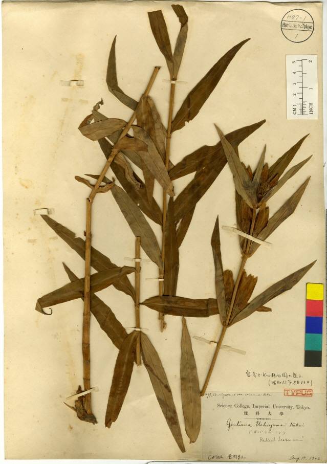 Gentiana triflora image