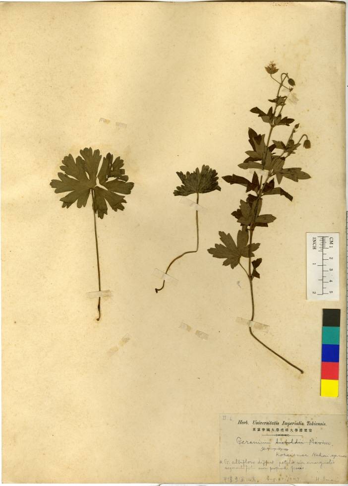 Geranium krameri image