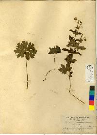 Geranium krameri image