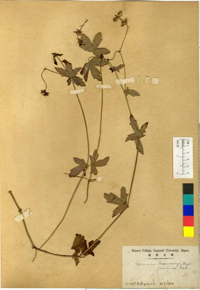 Geraniaceae image