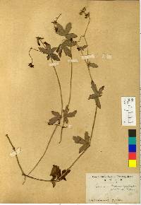 Geranium krameri image