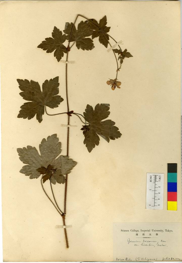 Geranium koreanum image