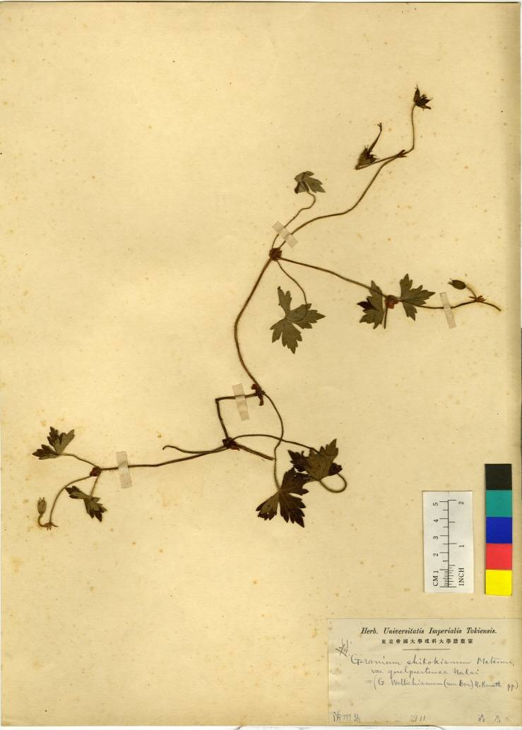 Geranium shikokianum image