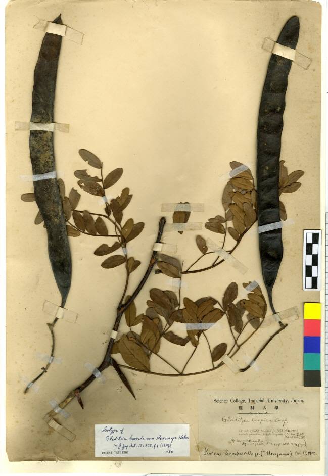 Gleditsia japonica image