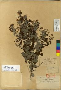 Lespedeza maximowiczii image