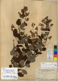 Lespedeza thunbergii subsp. formosa image