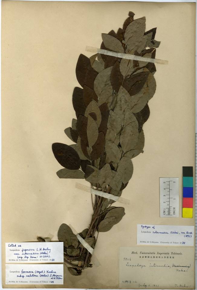 Lespedeza thunbergii subsp. formosa image