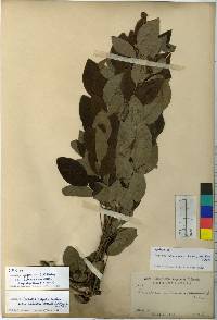 Lespedeza thunbergii image