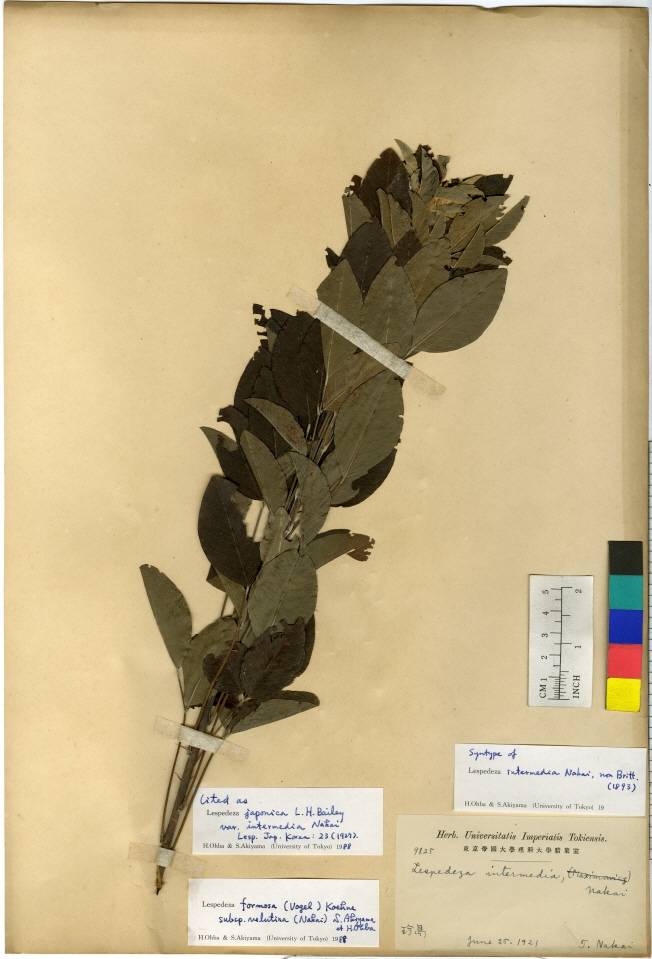 Lespedeza thunbergii image