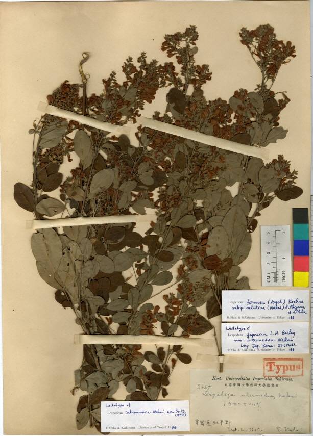 Lespedeza thunbergii subsp. formosa image