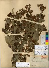 Lespedeza thunbergii subsp. formosa image