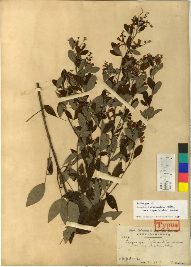 Lespedeza thunbergii image