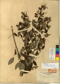 Lespedeza thunbergii image
