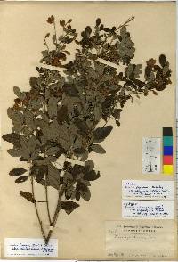 Lespedeza thunbergii image