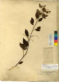 Lespedeza maximowiczii image