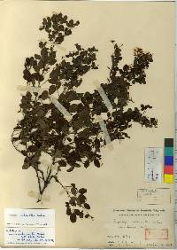 Lespedeza melanantha image