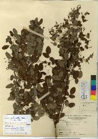 Lespedeza melanantha image