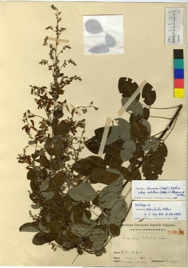 Lespedeza thunbergii image
