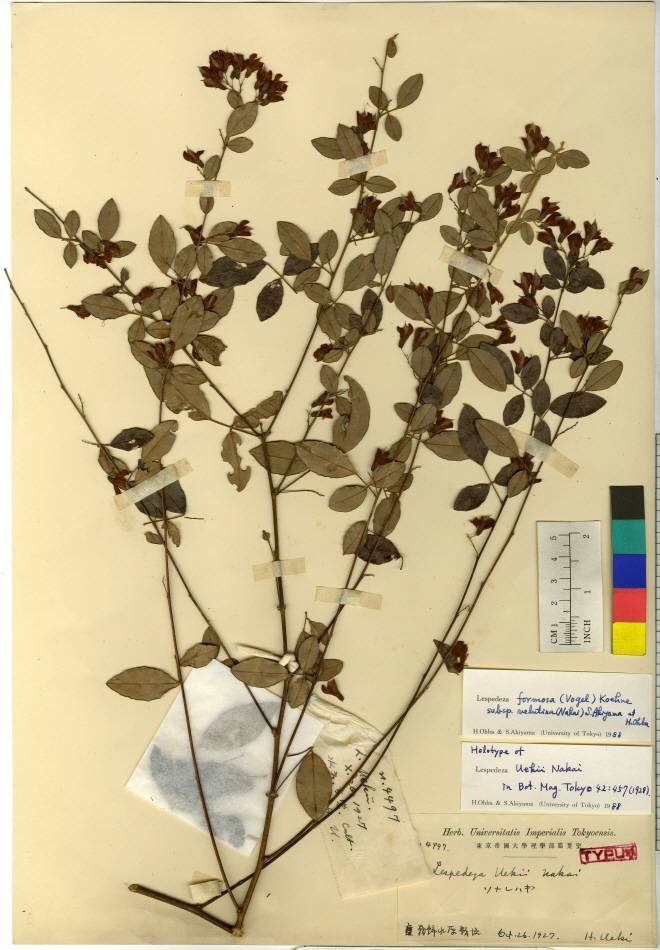 Lespedeza maritima image