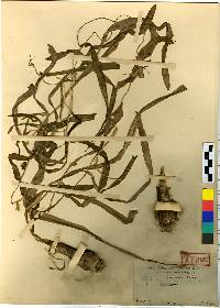 Image of Lycoris sanguinea