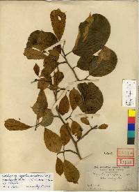 Image of Geranium onaei