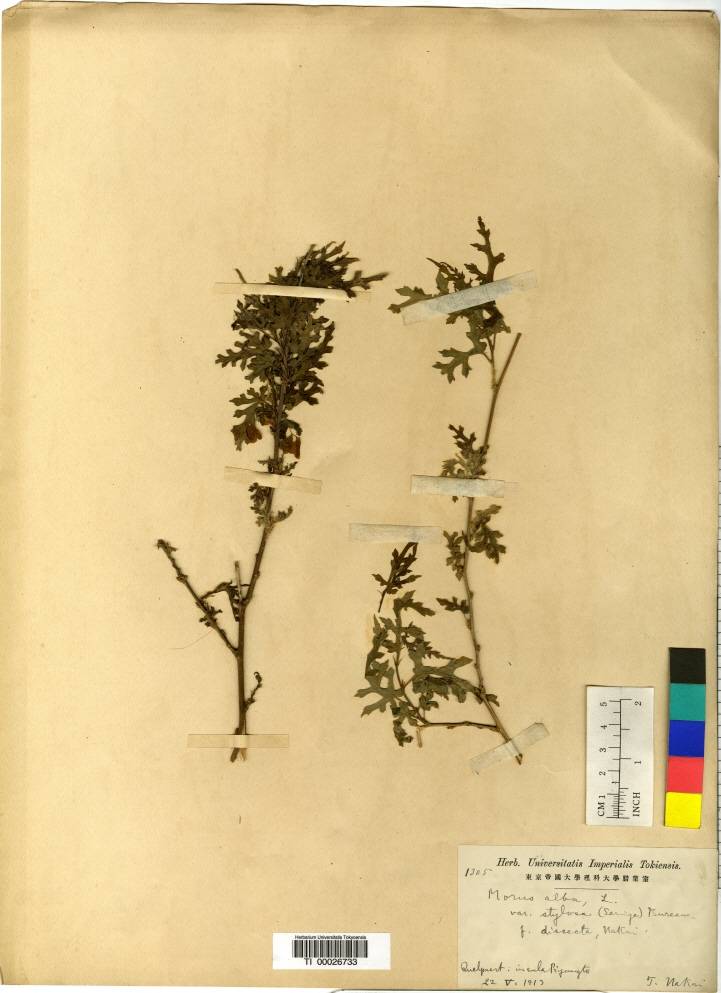Morus indica image