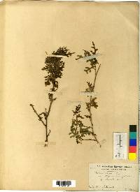 Image of Morus indica