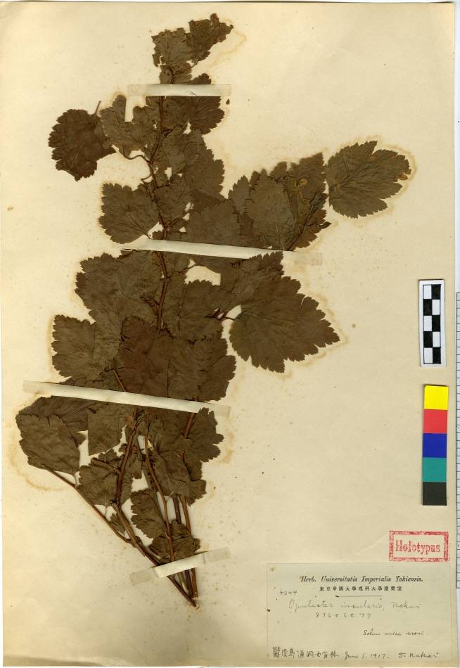 Spiraea chamaedryfolia image