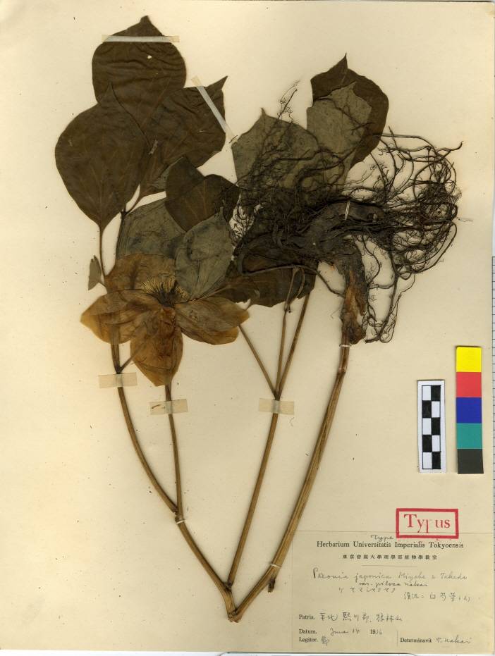 Paeonia obovata image