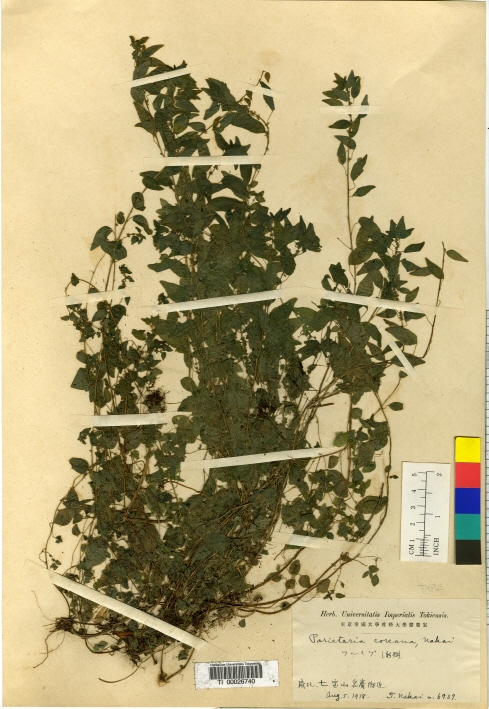 Parietaria debilis image