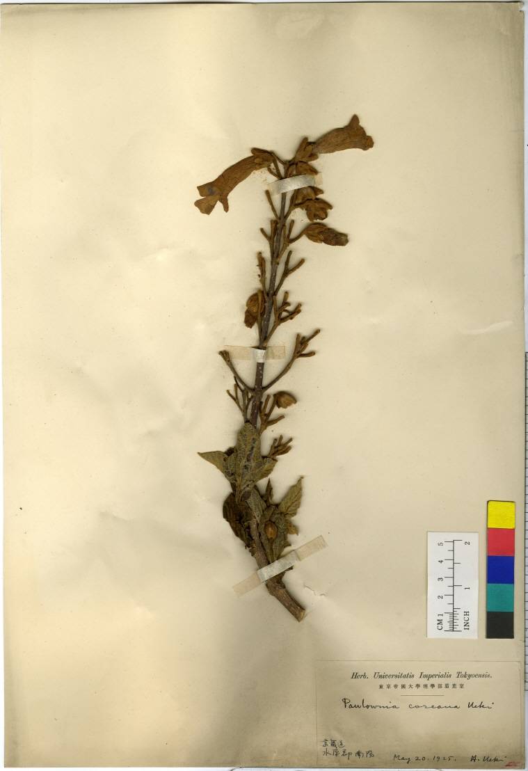 Paulowniaceae image