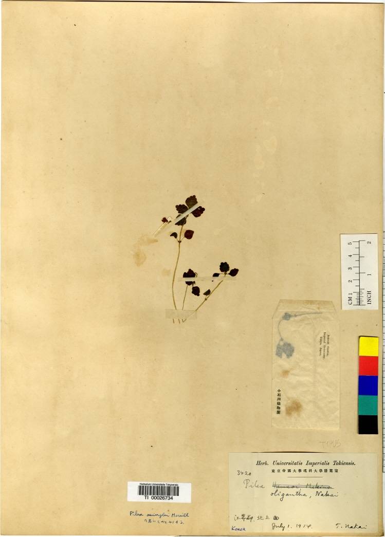 Achudemia japonica image
