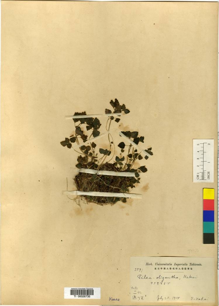 Achudemia japonica image